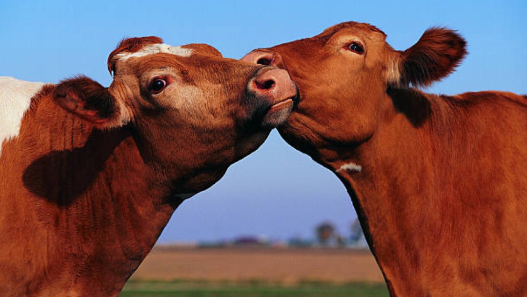 Las vacas, como los humanos, prefieren comunicarse cara a cara