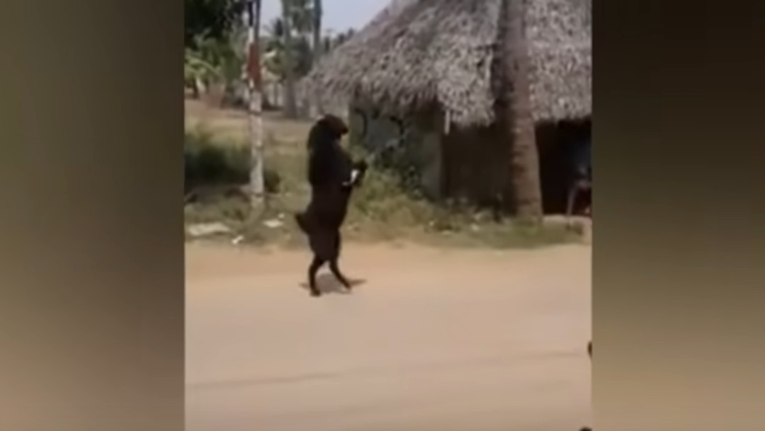 Cabra negra, video viral, captura de pantalla, YouTube