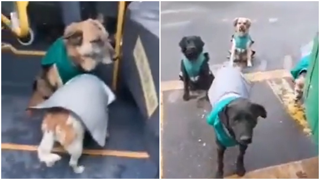 Los choferes de la empresa de transporte estaban encantados con los perritos de la calle adoptados