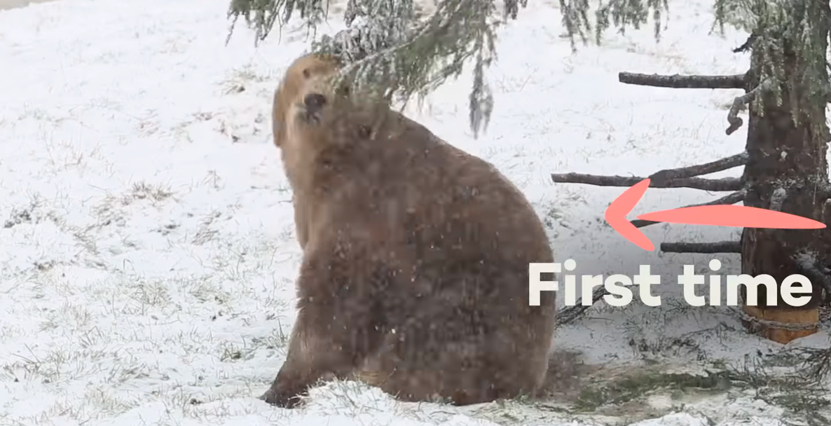 El oso Napa fue rescatado del abandono y tuvo tierna reacción al conocer la nieve