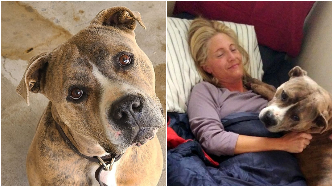 perros, adopción, Colorado, refugio de animales, Facebook